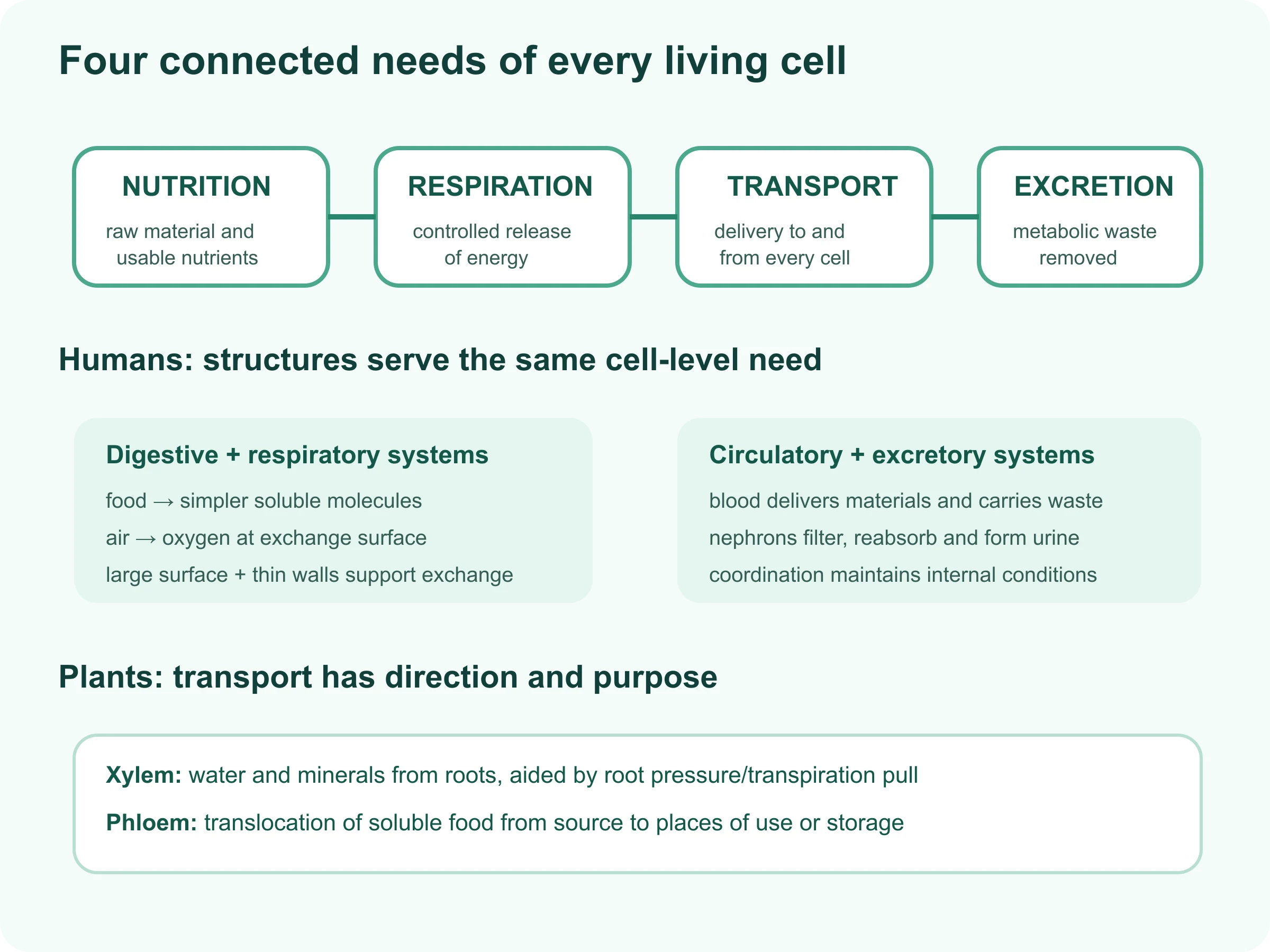 System map connecting nutrition, respiration, transport and excretion in humans and plants